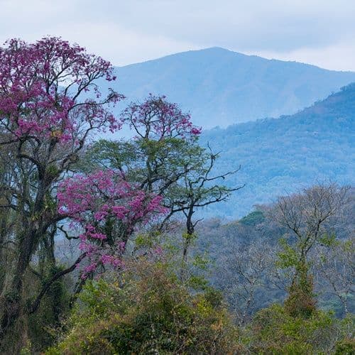 Vibrant pink flowering lapacho trees stand in the foreground against a backdrop of hazy blue mountains and lush green hills.