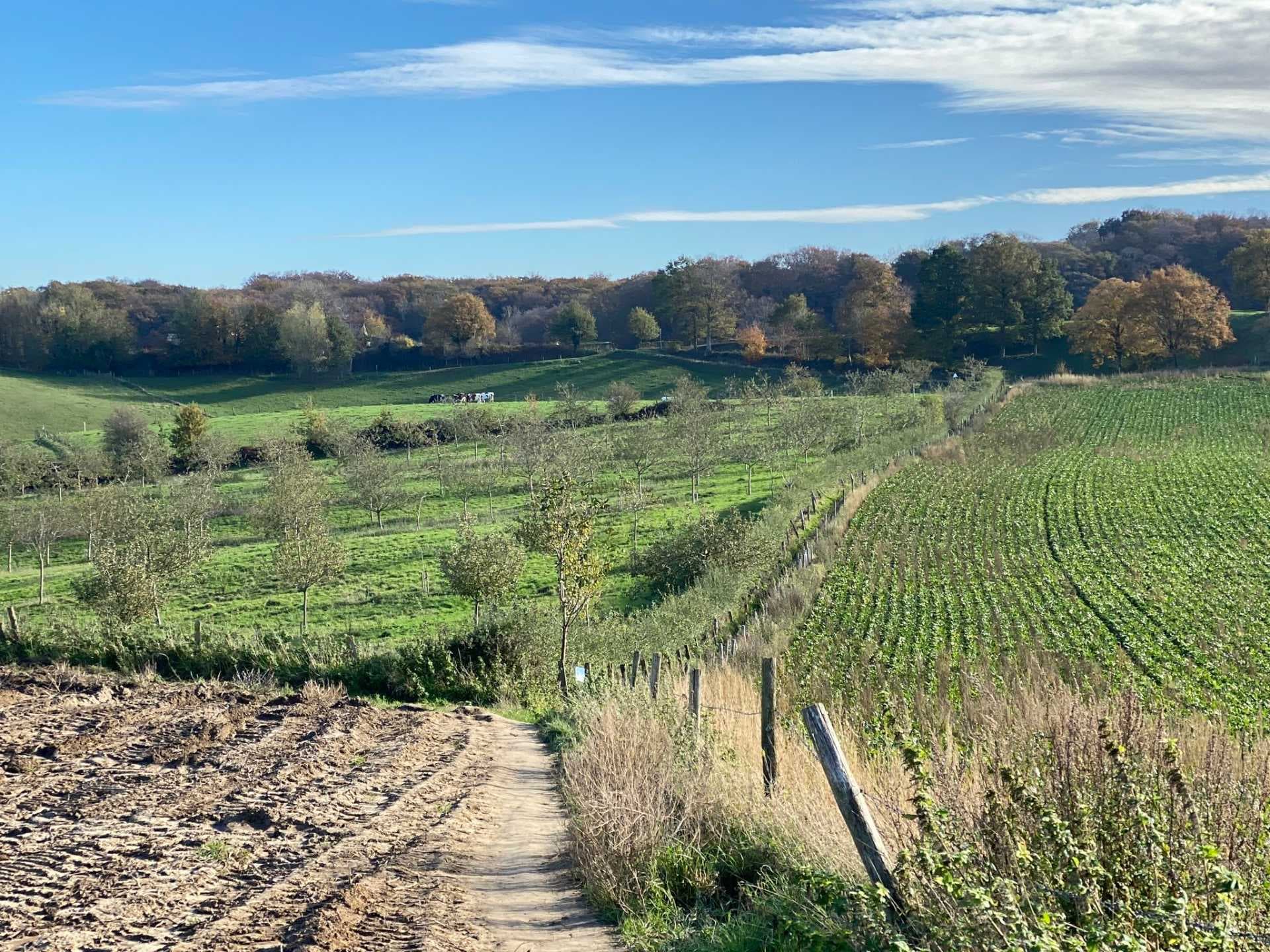 Wide rural landscape featuring a dirt track, green pastures with grazing cattle, and autumnal trees under a blue sky.