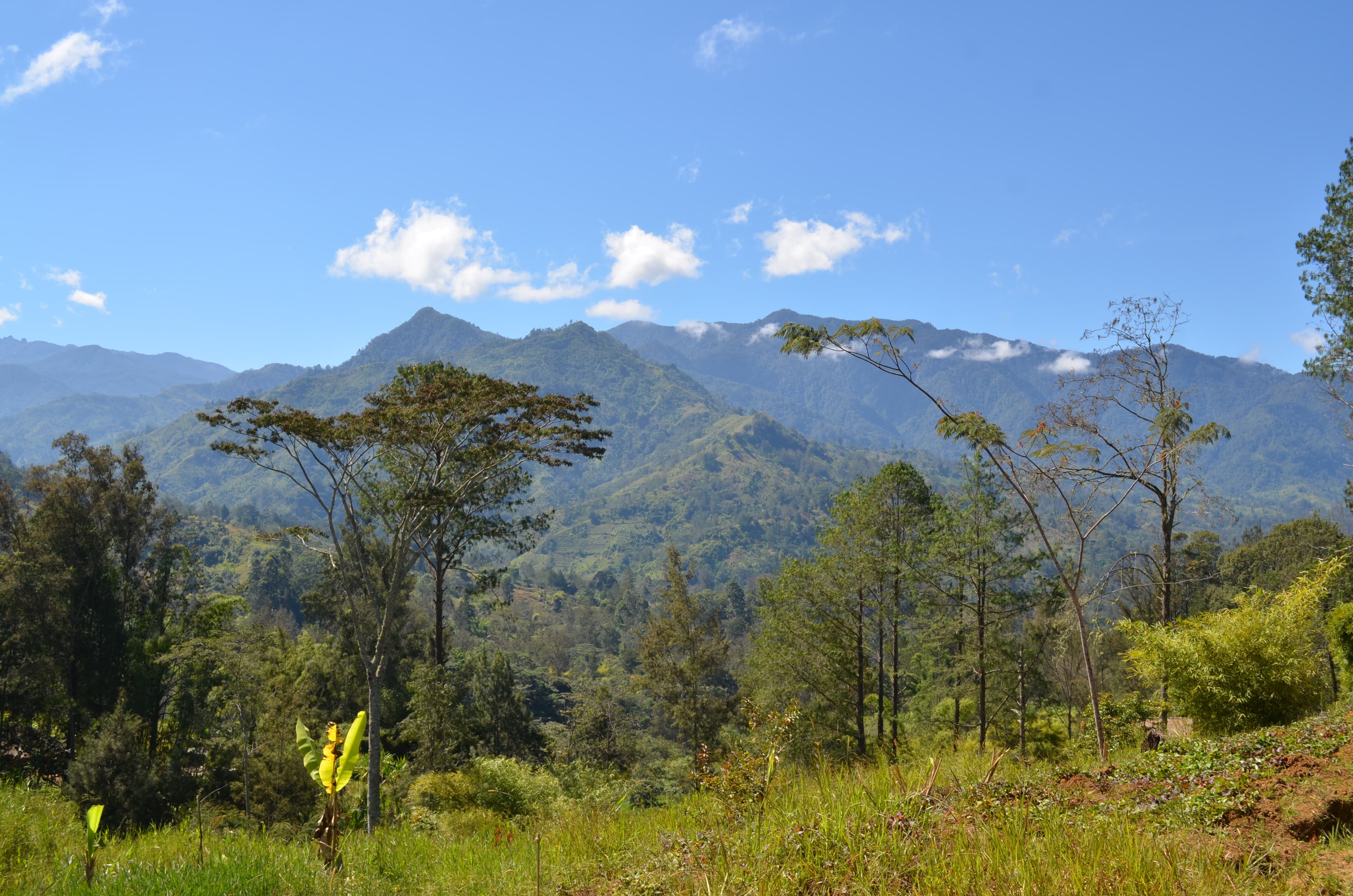 A scenic wide landscape view of Mount Wilhelm and the surrounding highlands, featuring lush green mountains, scattered trees, and a bright blue sky with clouds.