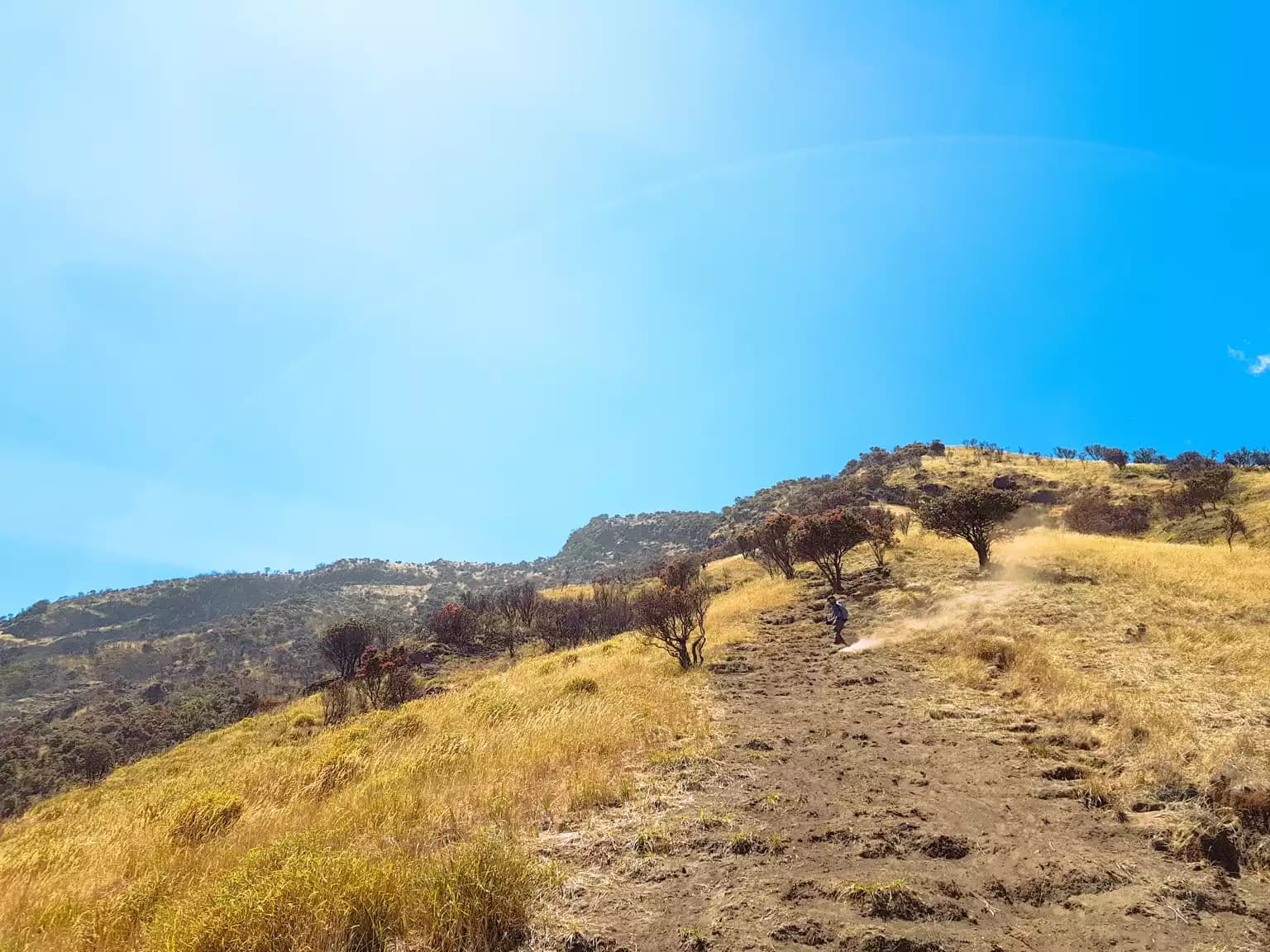 Dry golden savanna hills with scattered shrubs and a dirt trail under a clear blue sky