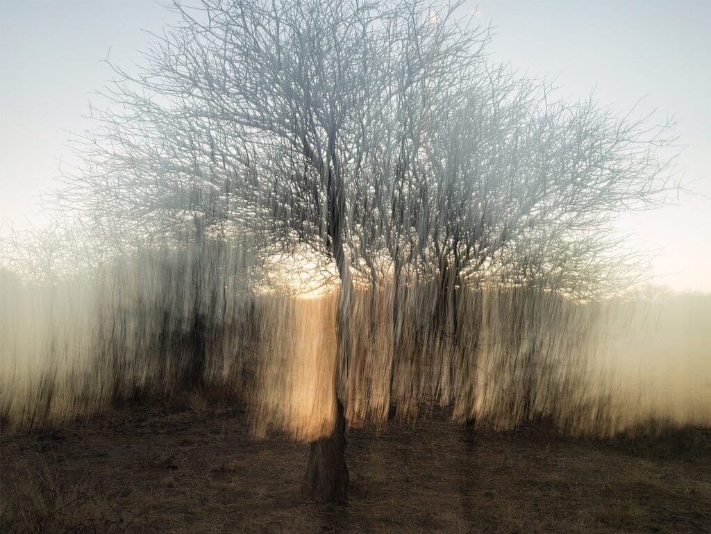 Solitary leafless tree in a dry field in Ongandjera, Namibia, with soft backlighting.