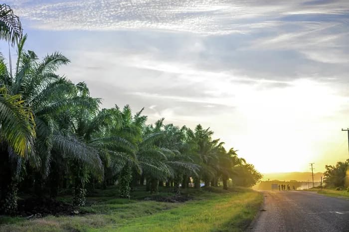 Paved Boluminski Highway road stretching through a tropical landscape lined with palm trees under a bright, cloudy sky.