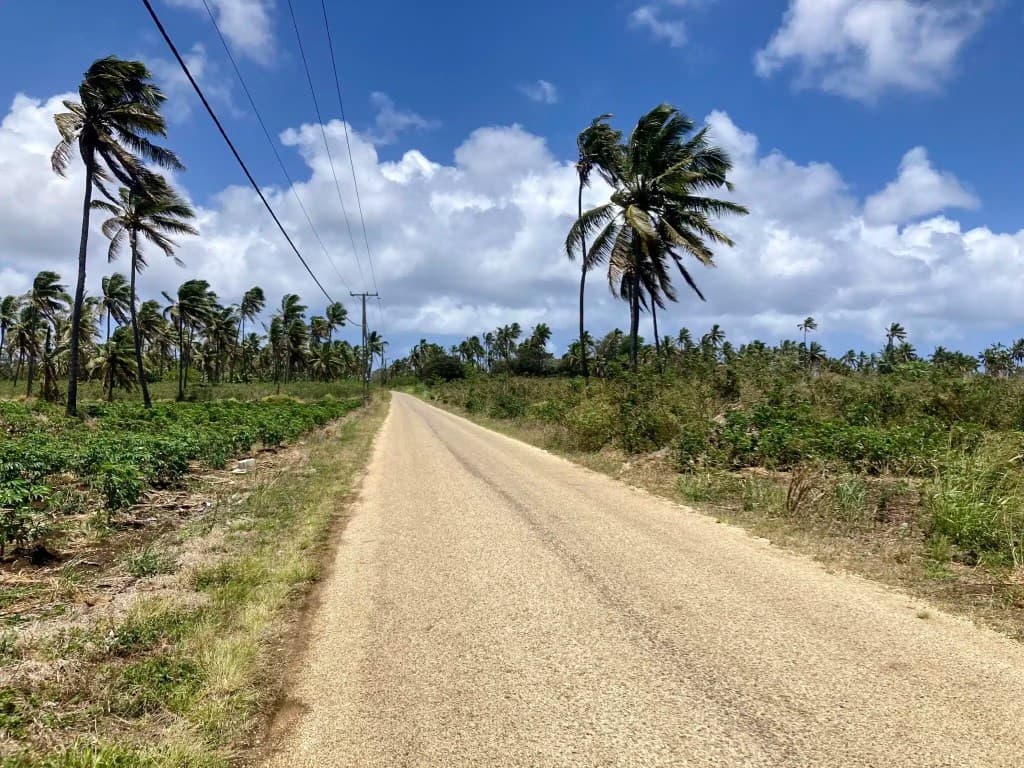 A paved rural road stretching through coconut palm trees on Tongatapu, Tonga