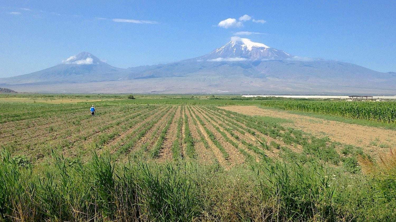 Wide agricultural plain with tilled rows and green crops, distant snow-capped mountains under a blue sky.