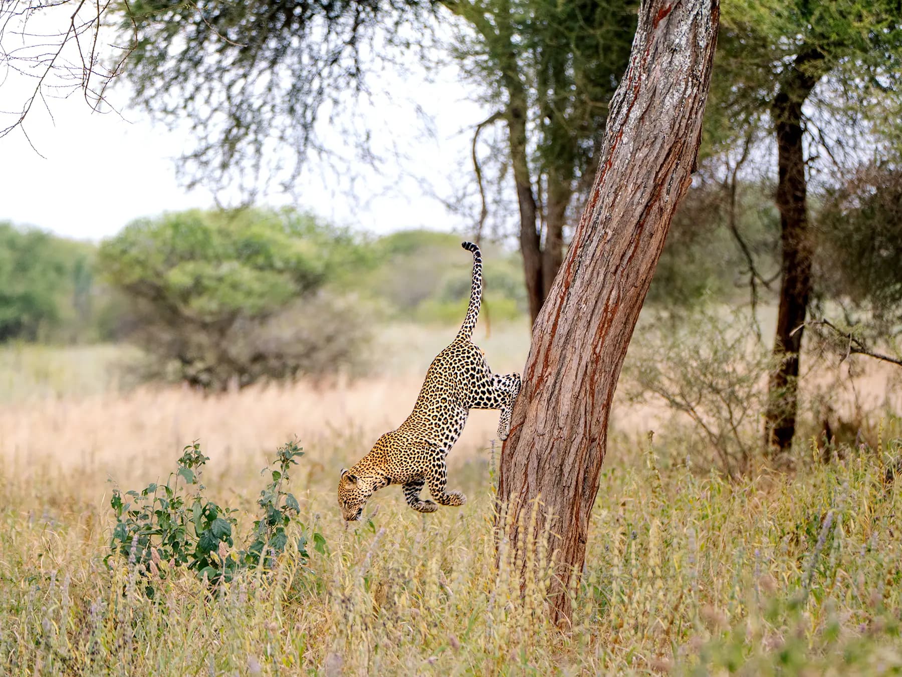 A leopard leaps from a tree trunk in a grassy savanna landscape with scattered trees and shrubs, representative of Biharamulo Game Reserve wildlife.