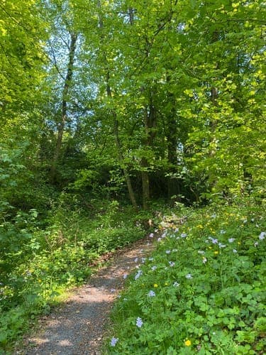 A sun-dappled forest trail winds through lush green trees and wildflowers, capturing a serene hiking path in a natural woodland setting.