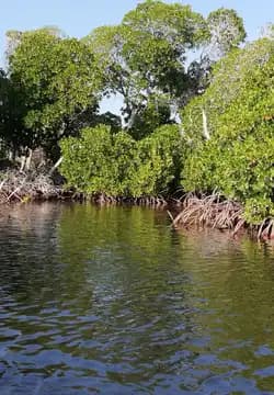Lush green mangrove trees with exposed root systems line the banks of a calm waterway under a clear blue sky.