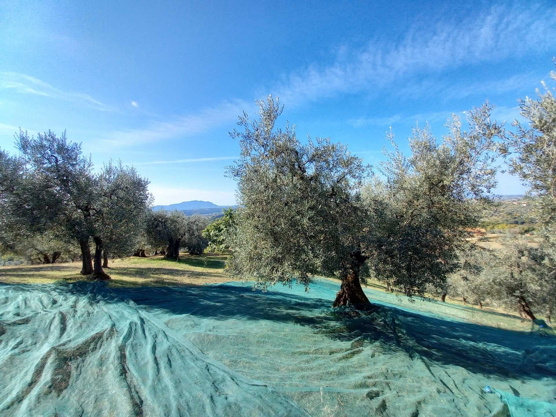 Olive grove on a sunny hillside with green harvest nets on the ground, distant hills, and clear blue sky in the central Israel region.