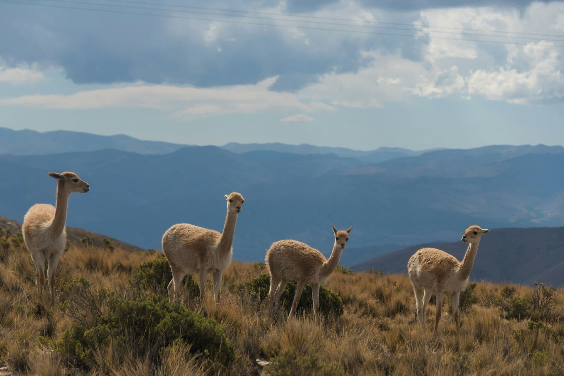Four guanacos stand in dry grassland with distant blue mountains and a cloudy sky.