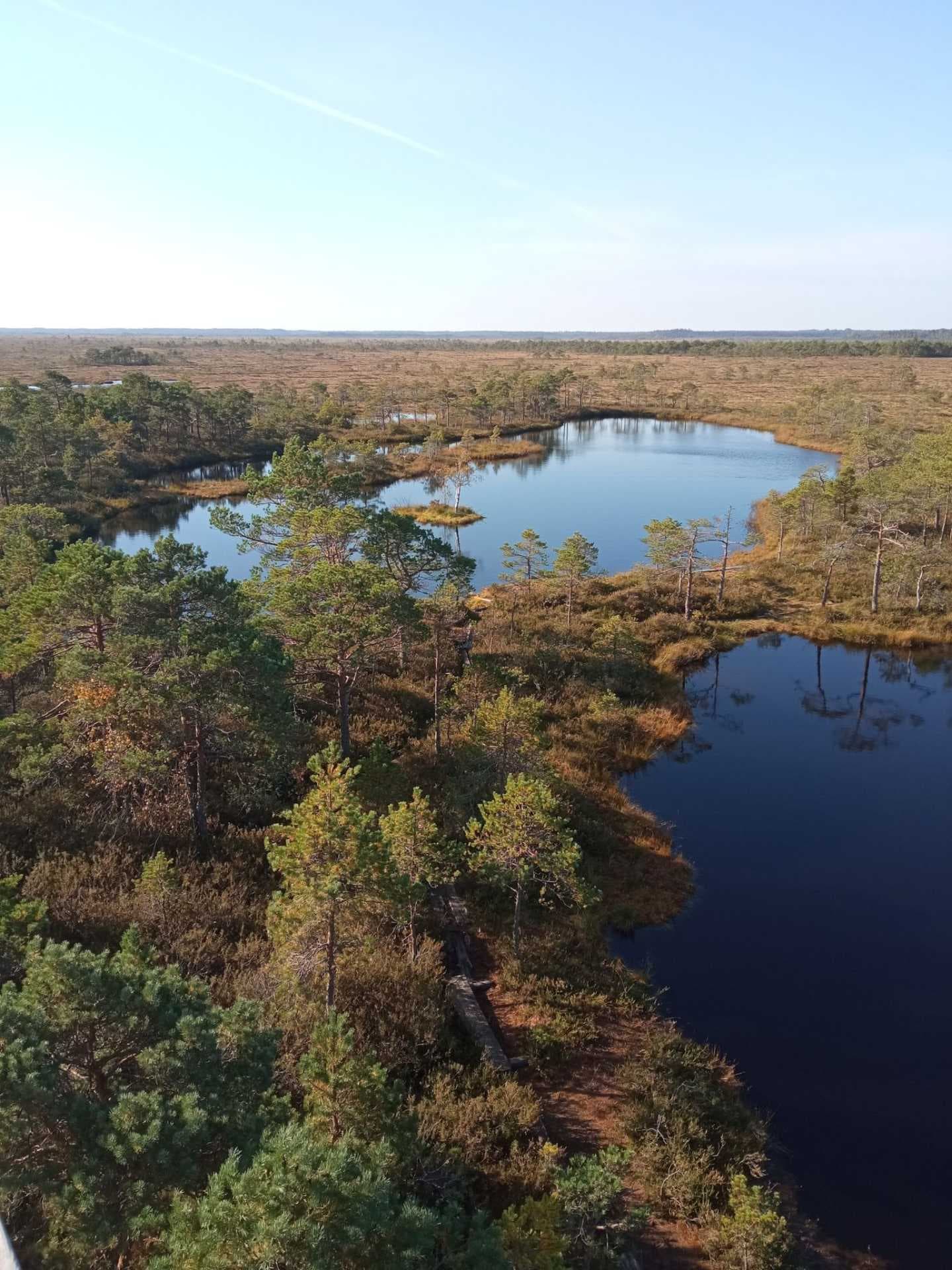 Aerial view of a rural bog landscape near Tamsalu with pine trees, small lakes, and a wooden boardwalk under clear autumn light.