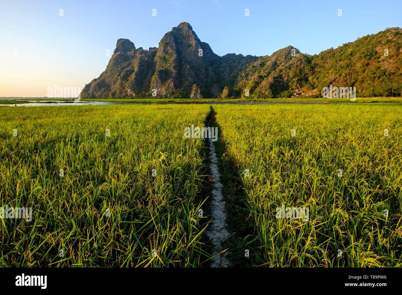 Terraced rice fields turning golden against a backdrop of karst mountains in Kayin State