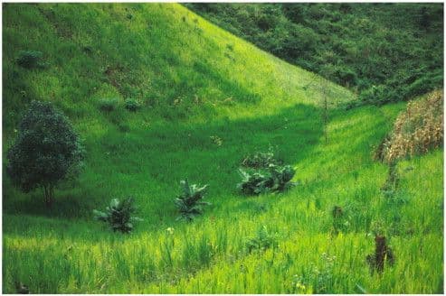 Lush green rolling hills with banana plants and trees in a rural Eswatini landscape