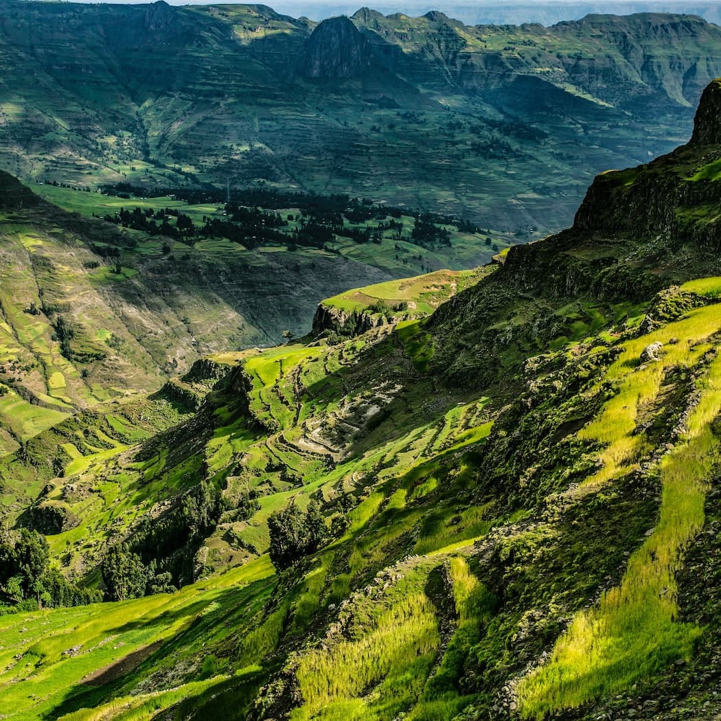 Green rolling hills of a coffee plantation in Ethiopia under a bright sky
