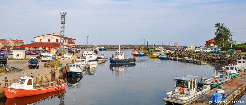 Coastal harbor with fishing boats moored along docks, red-roofed buildings, and calm water under a clear sky