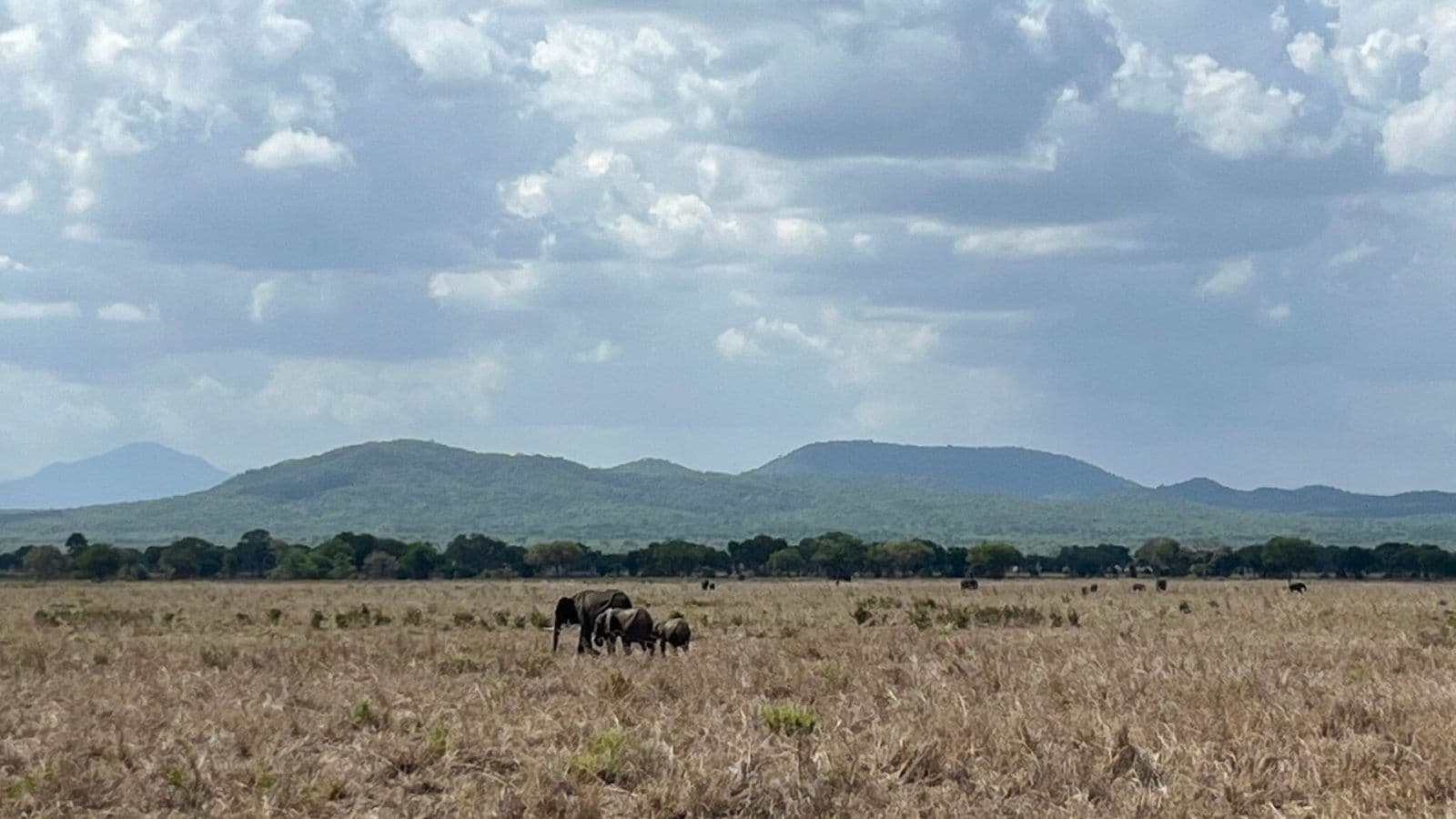 Wide landscape of dry grassland with elephants, scattered trees, distant hills, and a cloudy sky in the Biharamulo region, Tanzania.