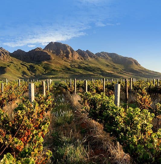 Vineyard rows with autumn foliage in the foreground, rolling hills and rugged mountains under a clear blue sky.