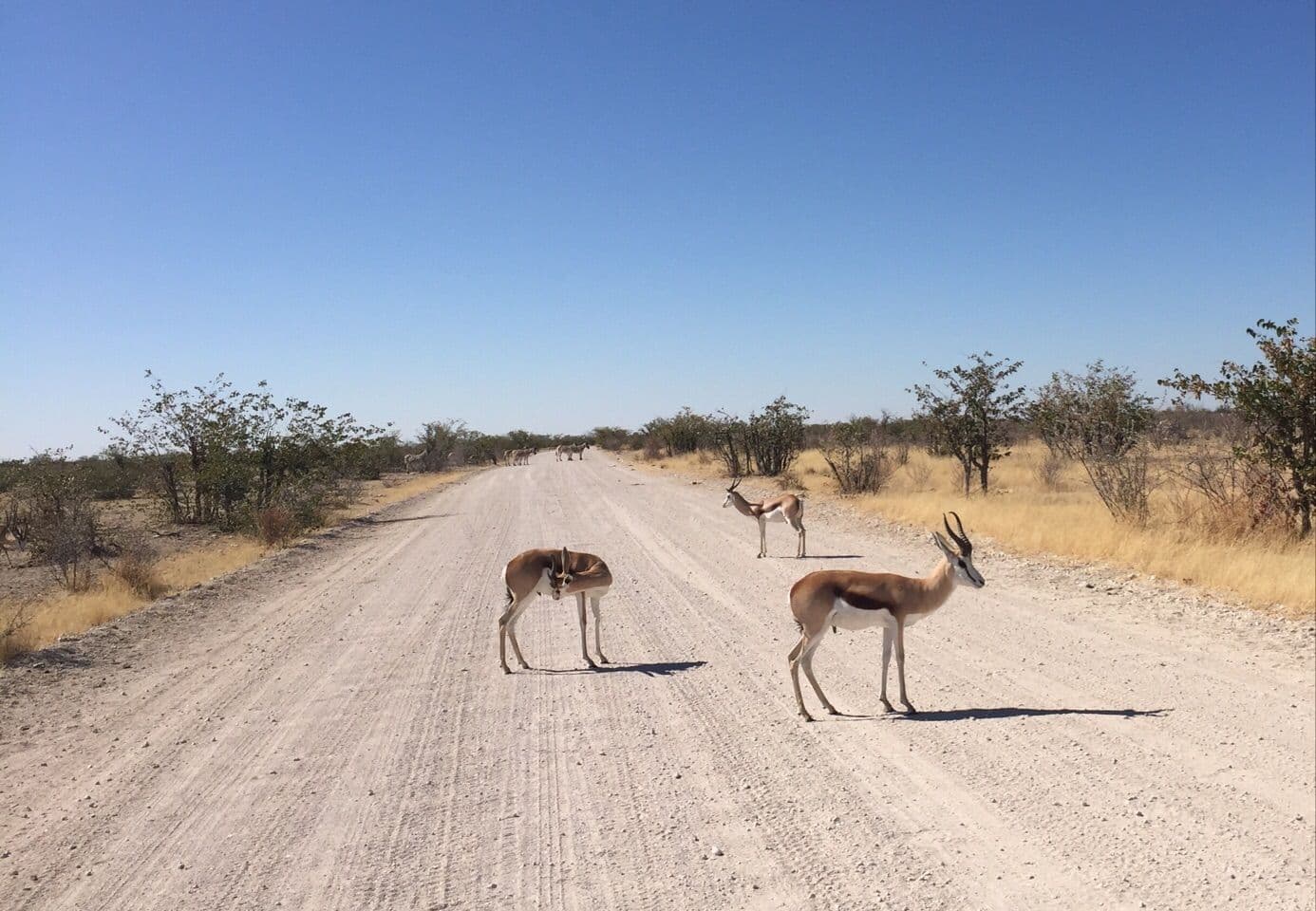 Springbok antelopes on a gravel road in the arid savanna landscape near Ongandjera, Namibia.