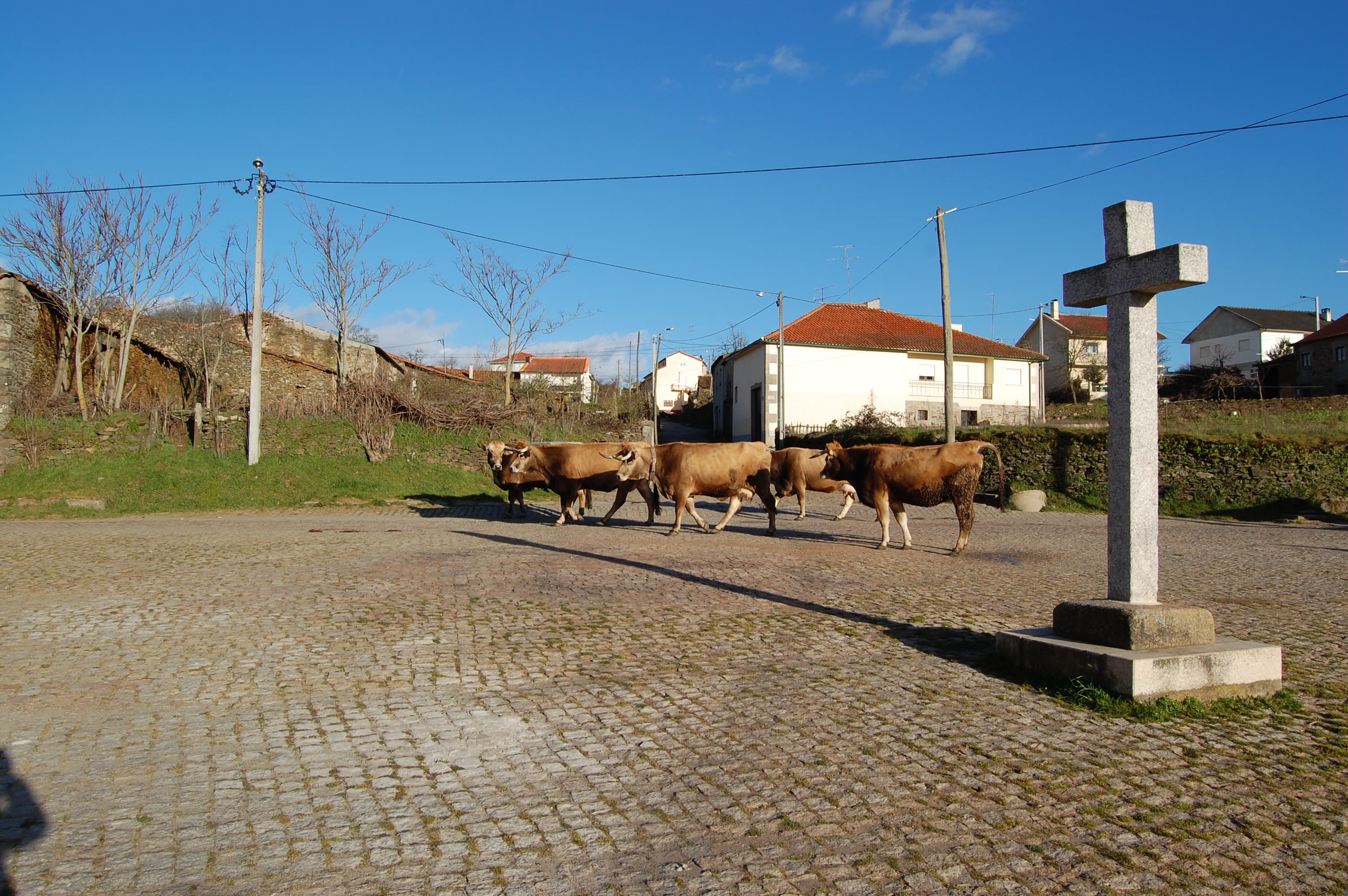A herd of brown cattle crosses a cobblestone square near a stone cross in a rural village setting under a clear blue sky.