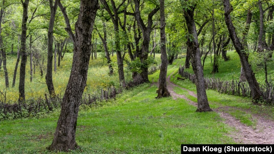 Lush green walnut forest trees in the Arslanbob reserve, Kyrgyzstan, with sunlight filtering through leaves