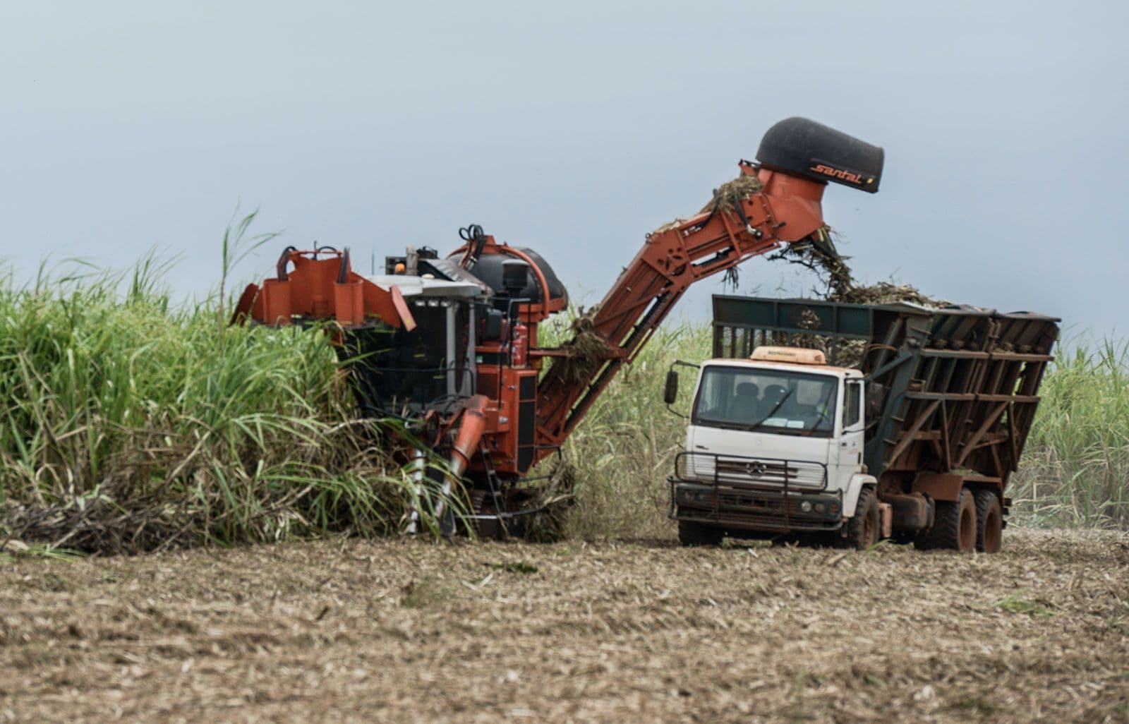 Orange sugarcane harvester unloads cut cane into a white truck trailer in a field.