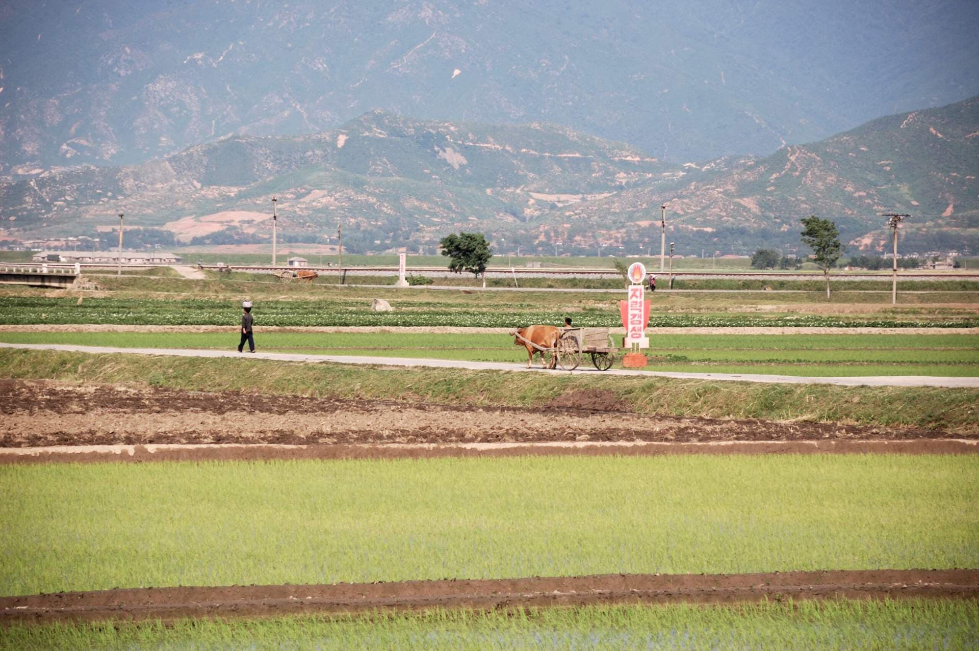 Rice paddies and green fields with a walking figure, ox cart, and Korean sign, backed by gentle hills and mountains.