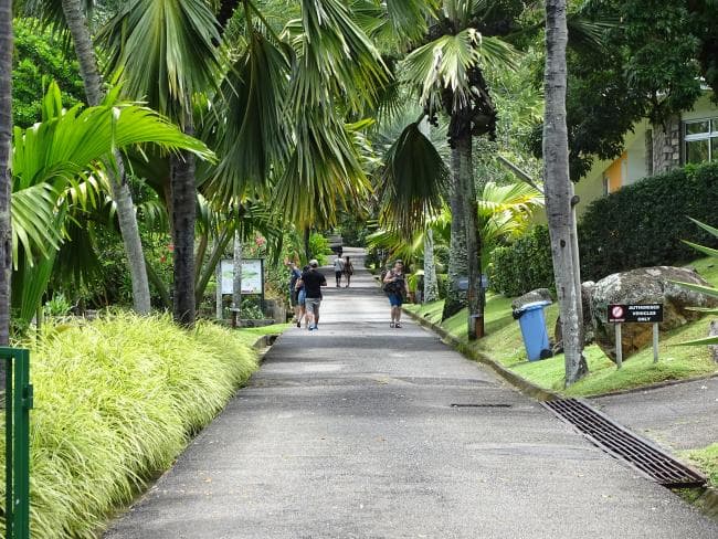 Visitors stroll along a paved path lined with lush Coco de Mer palms and tropical vegetation in the Seychelles National Botanical Gardens.