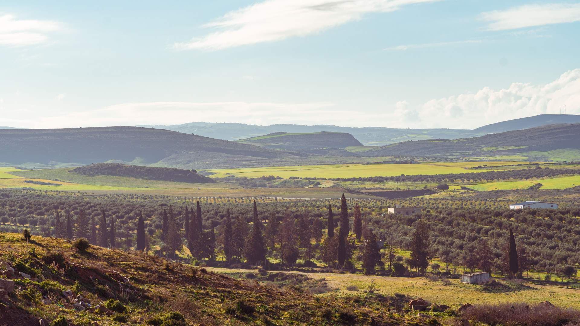 Wide rural landscape of rolling hills, olive groves, and cypress trees in Ben Arous, Tunisia, under a bright partly cloudy sky.